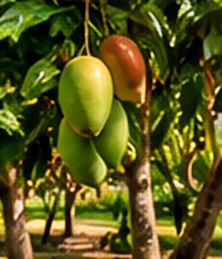 Artist’s impression of mango trees in the orchard
